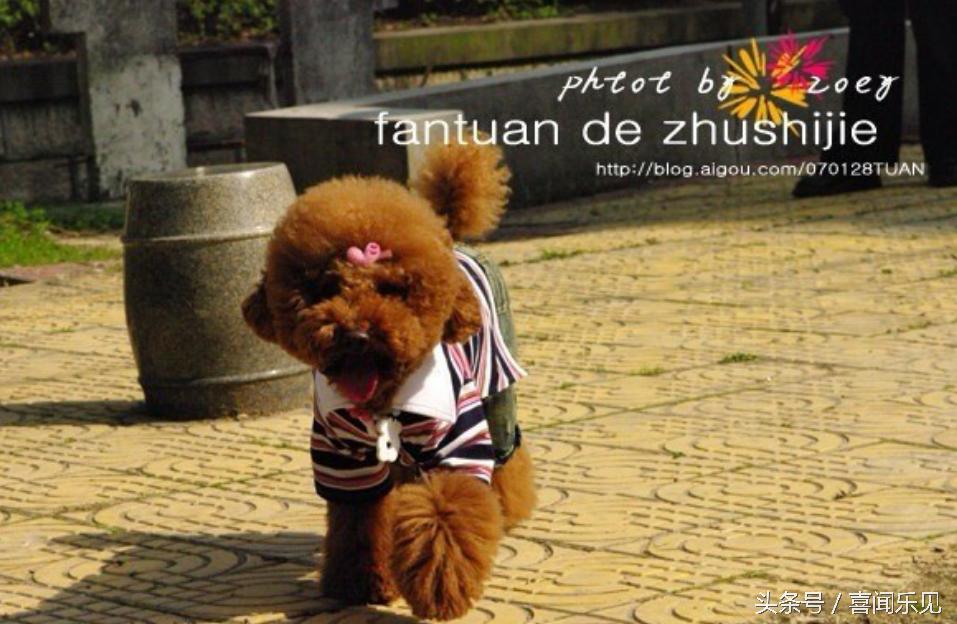 宠物犬值得购买的有哪些,宠物犬价值分析