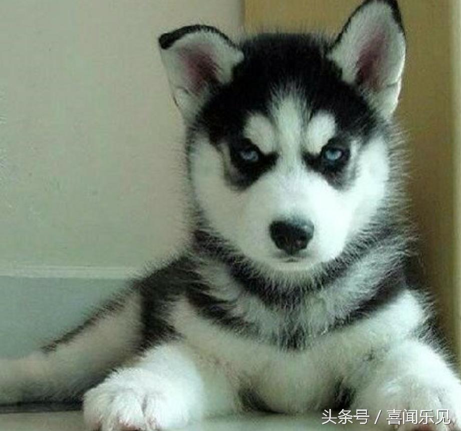 宠物犬值得购买的有哪些,宠物犬价值分析