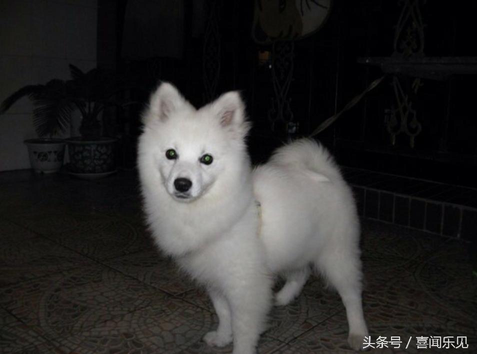 宠物犬值得购买的有哪些,宠物犬价值分析