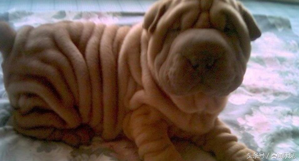 宠物犬值得购买的有哪些,宠物犬价值分析