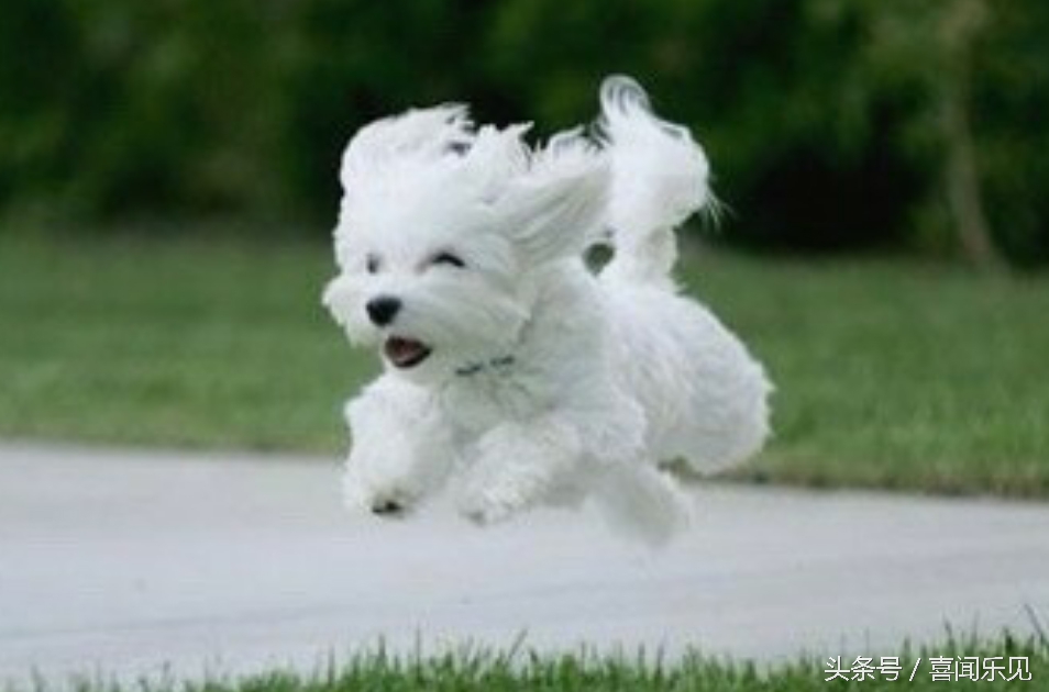 宠物犬值得购买的有哪些,宠物犬价值分析