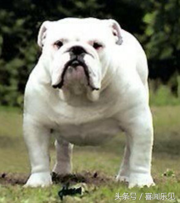 宠物犬值得购买的有哪些,宠物犬价值分析