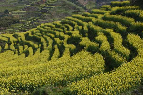 春天去婺源5天自驾游攻略,追随春的脚步