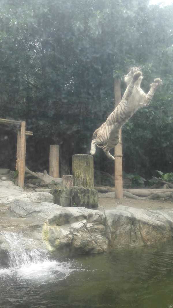 2017春节珠海广州长隆5日亲子游,广州珠海长隆五日游