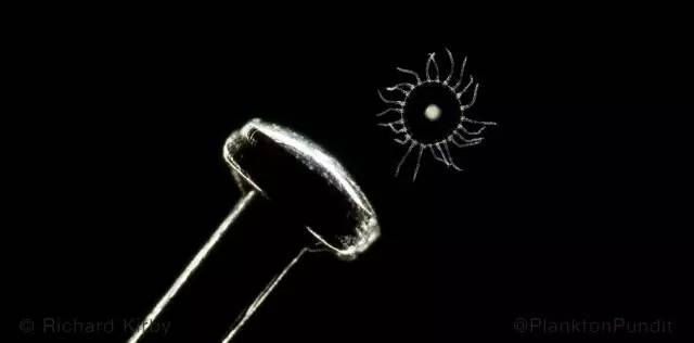 海洋最美的浮游生物图片,一滴水里的浮游世界