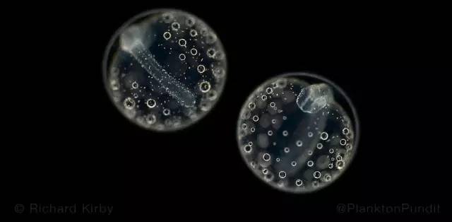 海洋最美的浮游生物图片,一滴水里的浮游世界