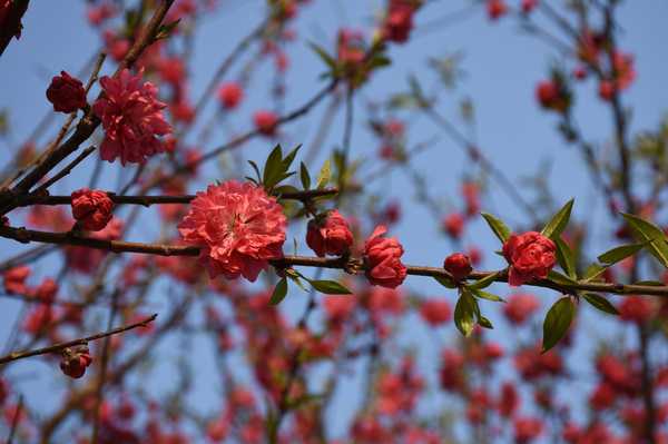 春天去婺源5天自驾游攻略,追随春的脚步