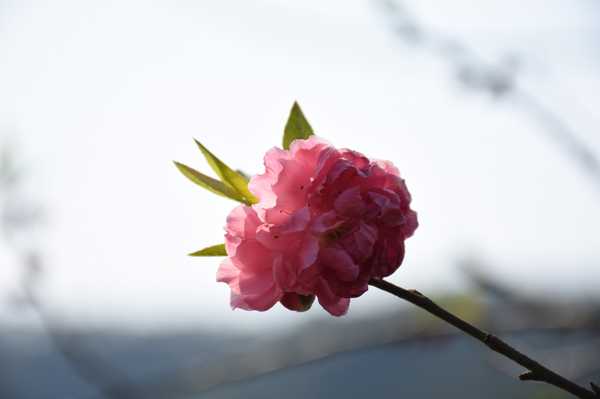 春天去婺源5天自驾游攻略,追随春的脚步