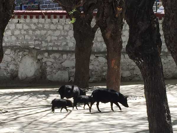 滇藏桃花源,滇藏桃花秘境