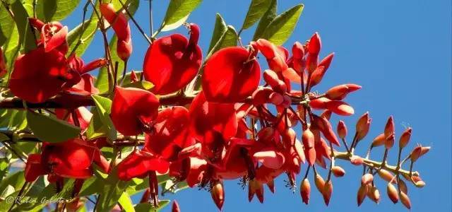 万花筒︱这些国花姹紫嫣红各有风采