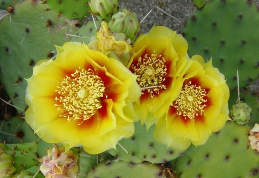 万花筒︱这些国花姹紫嫣红各有风采