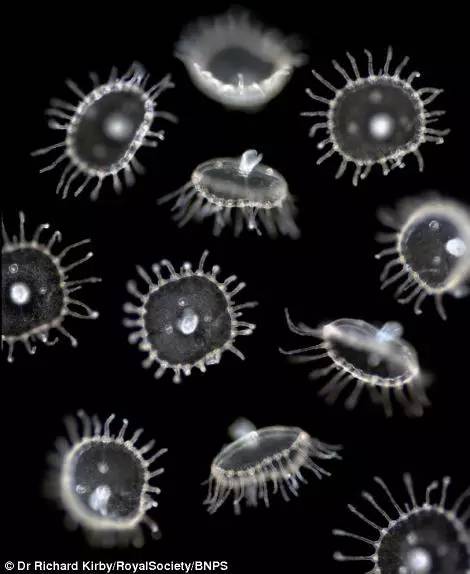 海洋最美的浮游生物图片,一滴水里的浮游世界