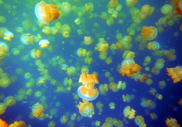 别去马代了，让我们到帕劳看看（帕劳旅游攻略）