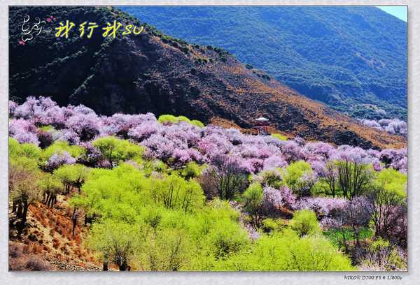 滇藏桃花源,滇藏桃花秘境