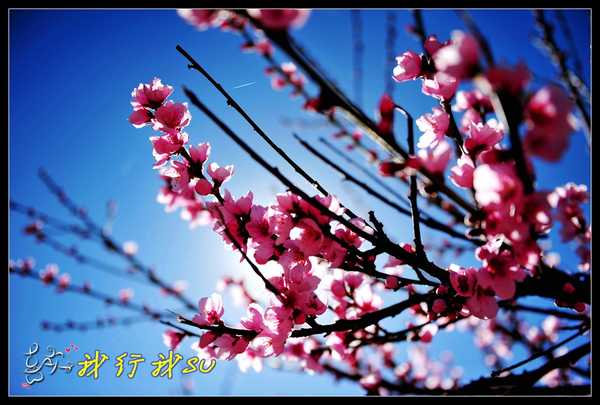 滇藏桃花源,滇藏桃花秘境