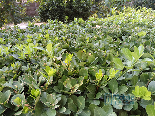 千元机魅蓝note5,360n4和红米