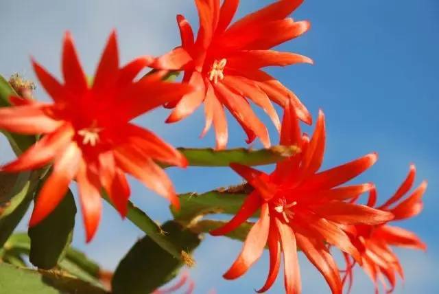 万花筒︱这些国花姹紫嫣红各有风采