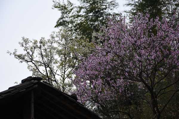 春天去婺源5天自驾游攻略,追随春的脚步