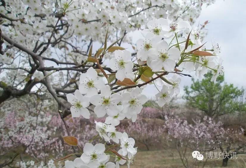 26个英文字母，带你绕着博野走一圈！