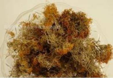 中药麻黄的副作用,中药蜜麻黄的作用