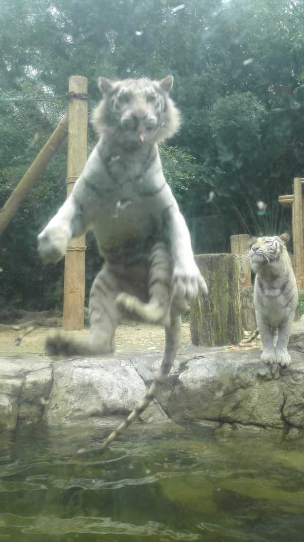2017春节珠海广州长隆5日亲子游,广州珠海长隆五日游