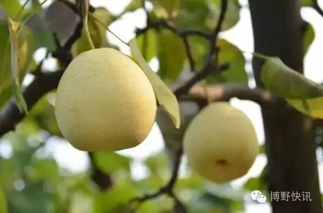 26个英文字母，带你绕着博野走一圈！