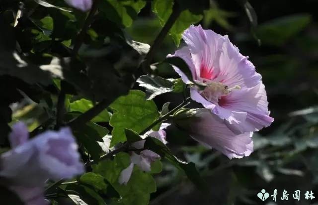 倔强的木槿花,温柔的木槿花