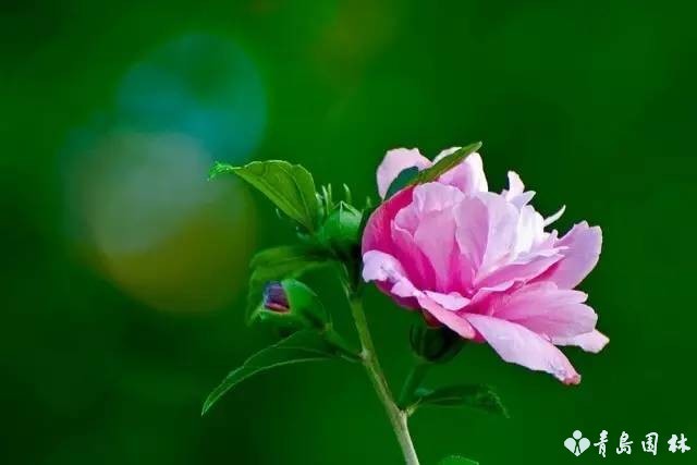 倔强的木槿花,温柔的木槿花