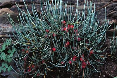 中药麻黄的副作用,中药蜜麻黄的作用