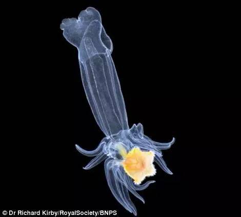 海洋最美的浮游生物图片,一滴水里的浮游世界