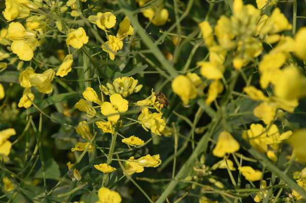 春天去婺源5天自驾游攻略,追随春的脚步