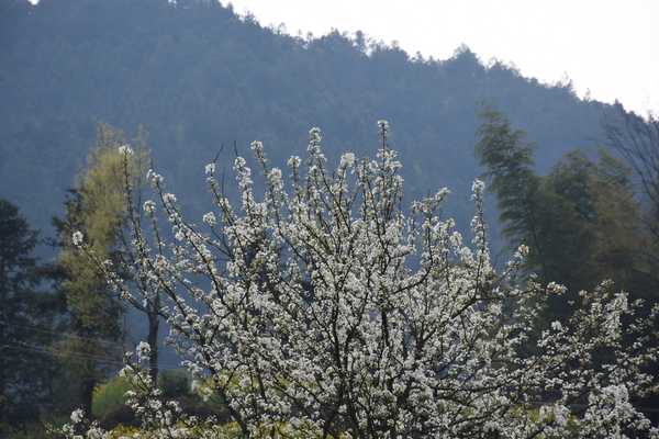 春天去婺源5天自驾游攻略,追随春的脚步