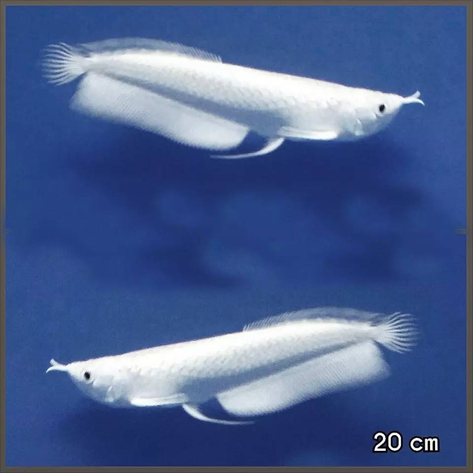 嘿，我养了一堆特殊鱼类，你要看看么？