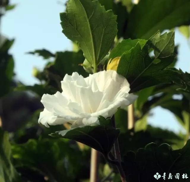 倔强的木槿花,温柔的木槿花