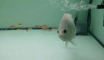 嘿，我养了一堆特殊鱼类，你要看看么？