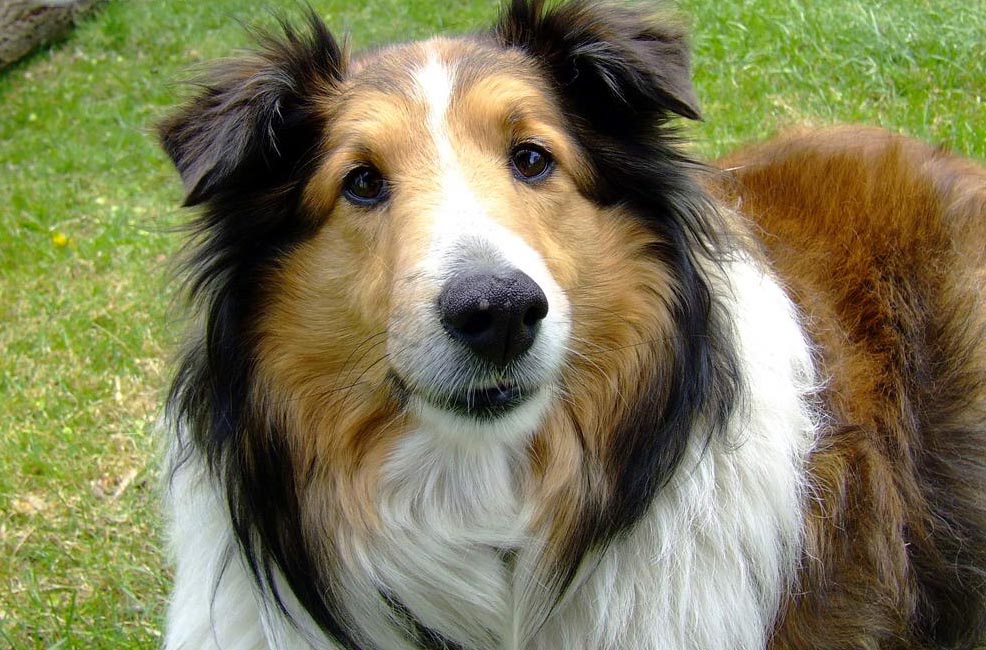 养不起自己一个月生活费视频,养不起来的狗多少钱