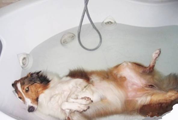 养不起自己一个月生活费视频,养不起来的狗多少钱