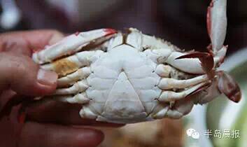 中秋适合吃大闸蟹么,中秋前要吃大闸蟹吗