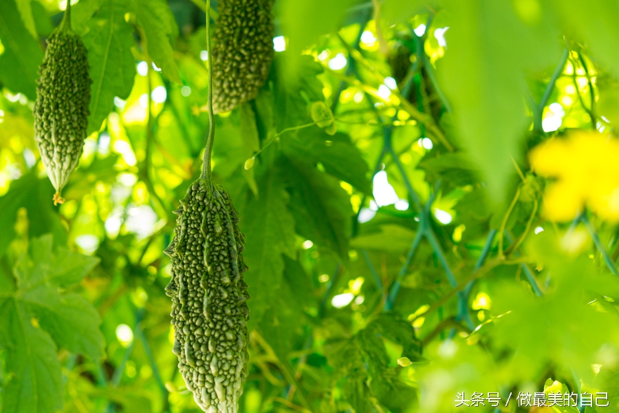 苦瓜你是吃的苦，还是吃的健康呢？