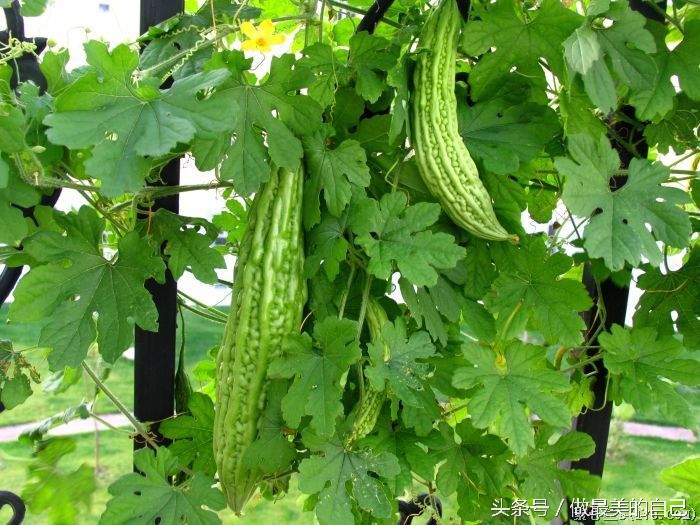 苦瓜你是吃的苦，还是吃的健康呢？