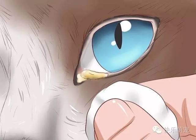 猫咪总是一只眼睛流眼泪怎么回事,猫咪眼睛红肿流眼泪打喷嚏怎么办