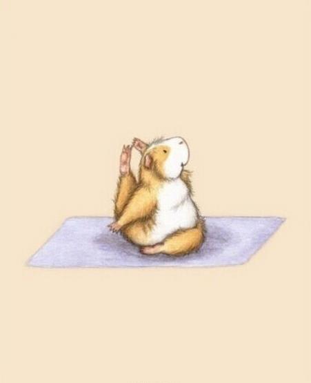 正确鸽子式练瑜伽,小仓鼠练瑜伽