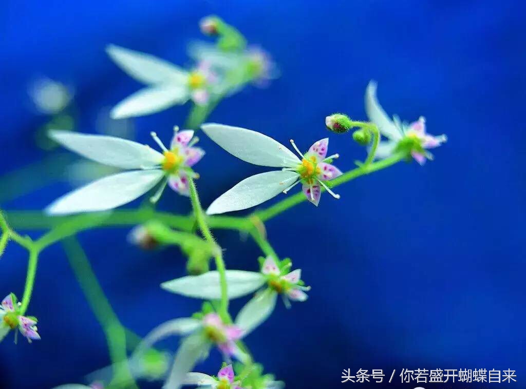 神奇的白鹤灵芝草