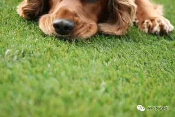 人工草坪铺在阳台,阳台铺人工草坪