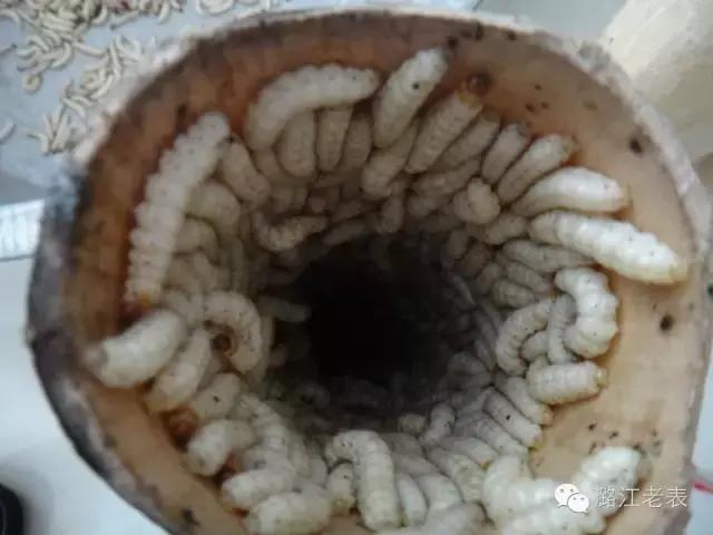 云南昆虫宴美食,云南特点虫宴