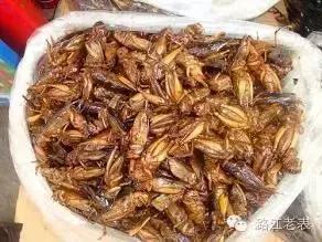 云南昆虫宴美食,云南特点虫宴