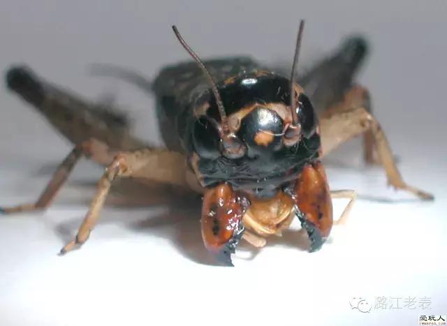 云南昆虫宴美食,云南特点虫宴