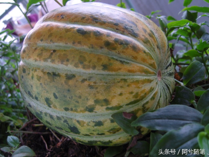 农村人最爱种植的20种“瓜”，你认识几个？|阿兮随笔
