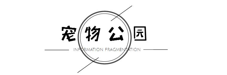 一千平室外宠物乐园,拥有数百只流浪猫的猫咪公园