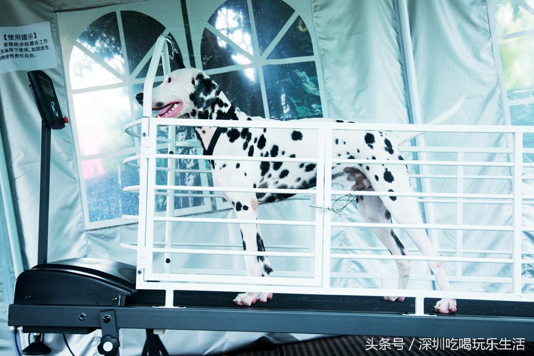 一千平室外宠物乐园,拥有数百只流浪猫的猫咪公园